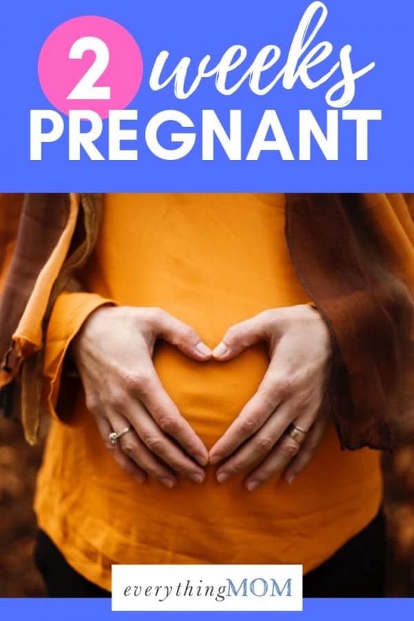 2 weeks pregnant
