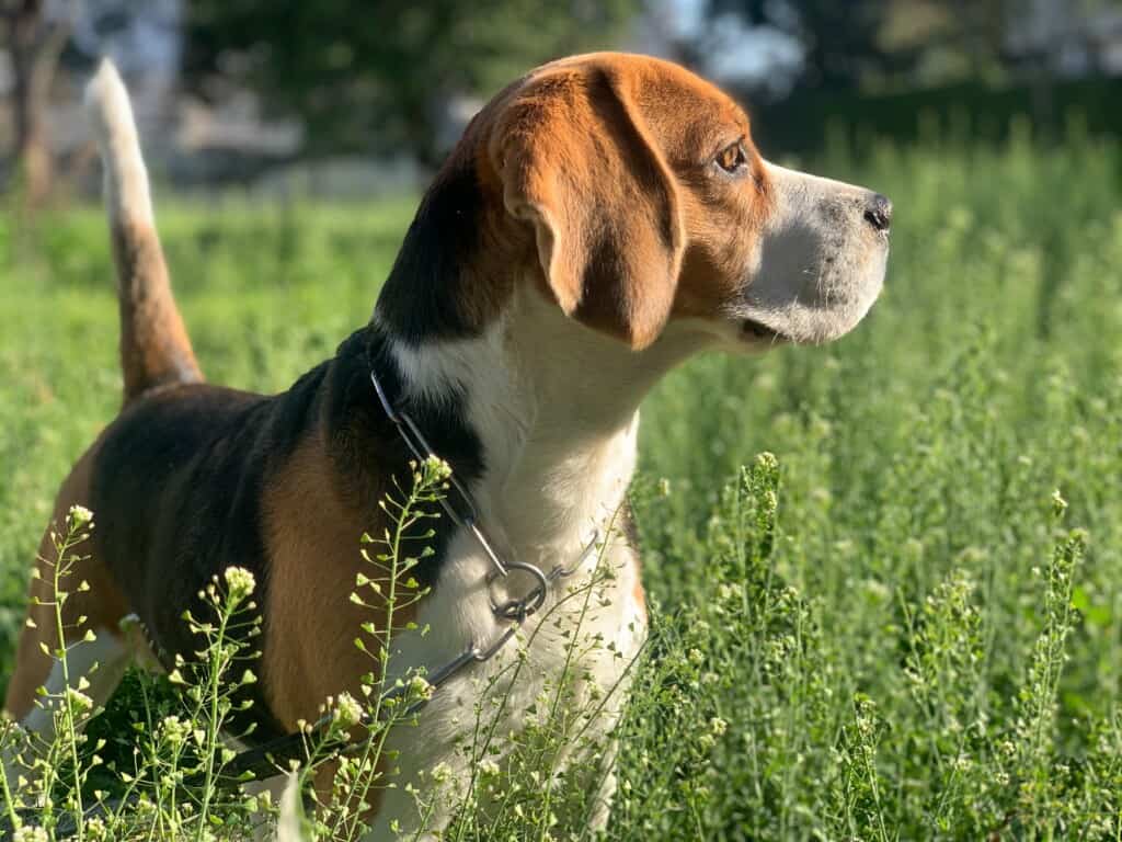 Best Dog Breeds for Kids
