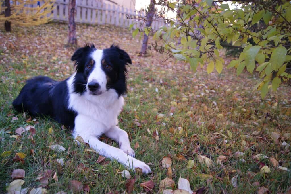 Best Dog Breeds for Kids