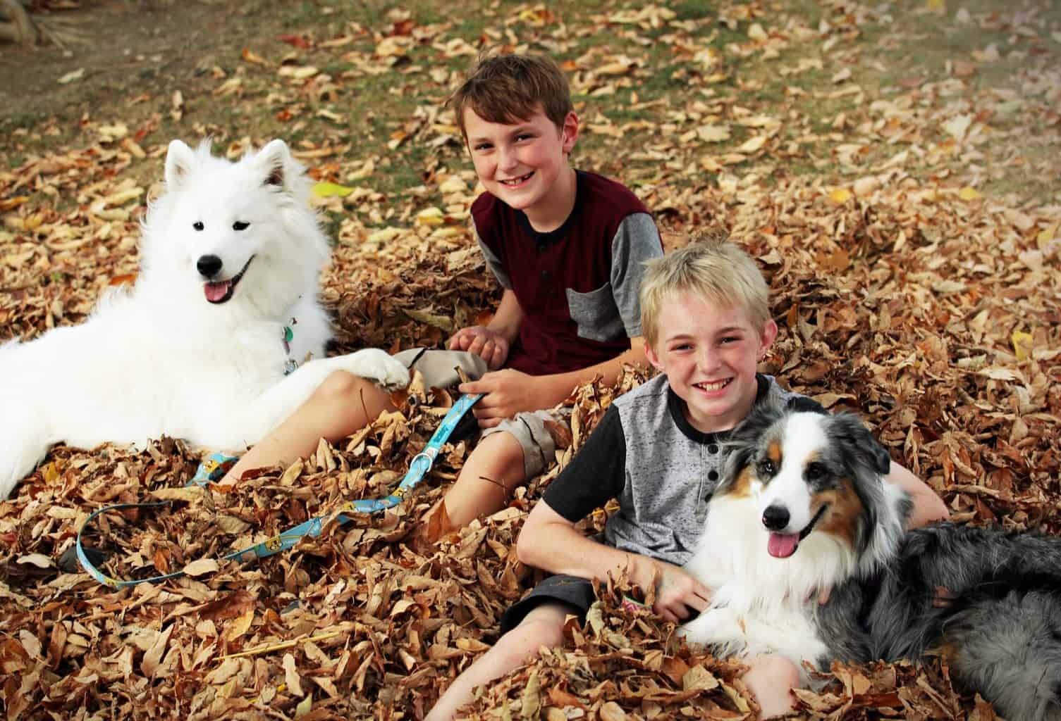 best dog breeds around kids