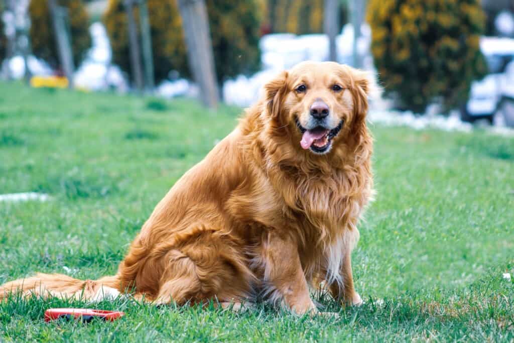 Best Dog Breeds for Kids