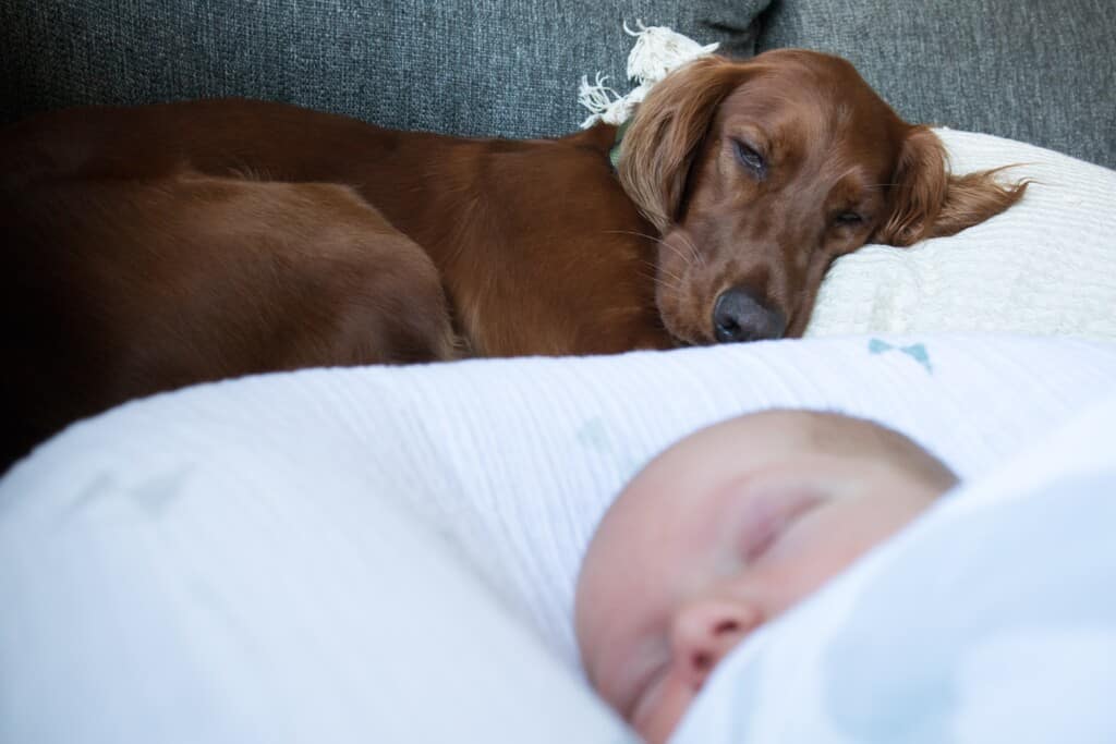 Best Dog Breeds for Kids