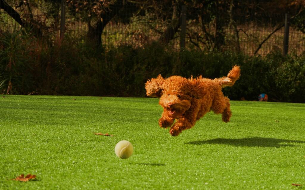 Best Dog Breeds for Kids