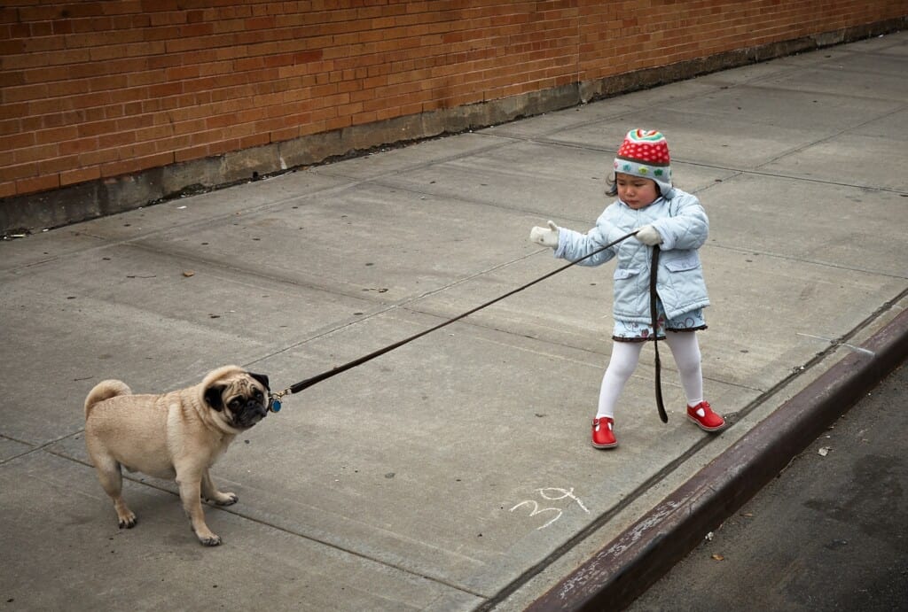 Best Dog Breeds for Kids