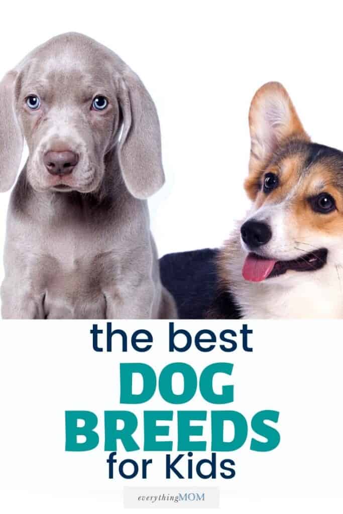 best large dogs for kids