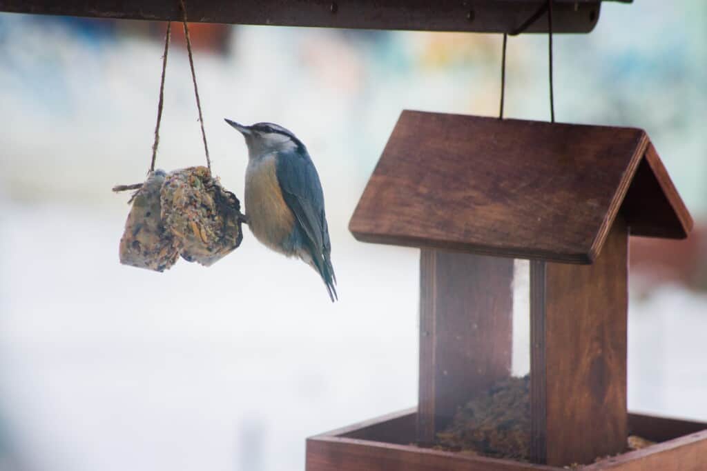 Homemade Bird Feeder