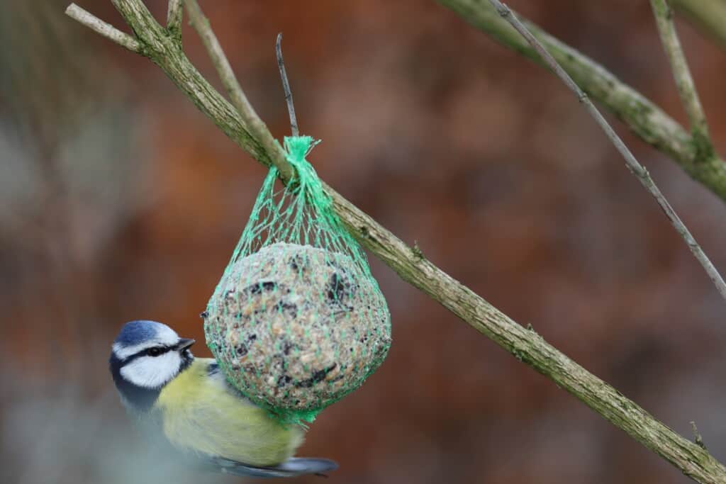 Homemade Bird Feeder