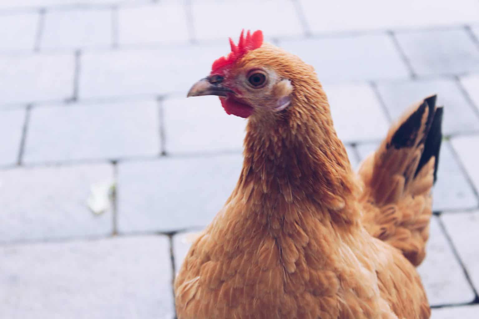 50 Why Did The Chicken Cross The Road Jokes Everythingmom 50 Why Did The Chicken Cross The Road Jokes Everythingmom
