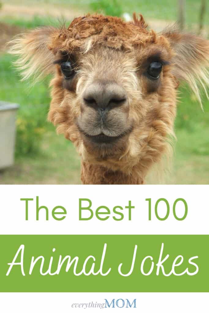 Animal Jokes that Will Have You Laughing