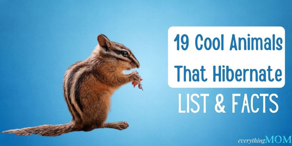 19 Cool Animals That Hibernate - List & Facts - EverythingMom