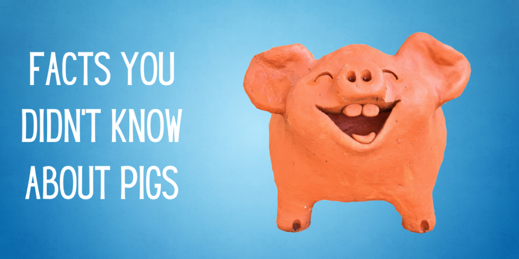 Facts You Didn't Know About Pigs